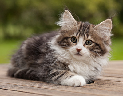 Ludivine - 12 weeks old