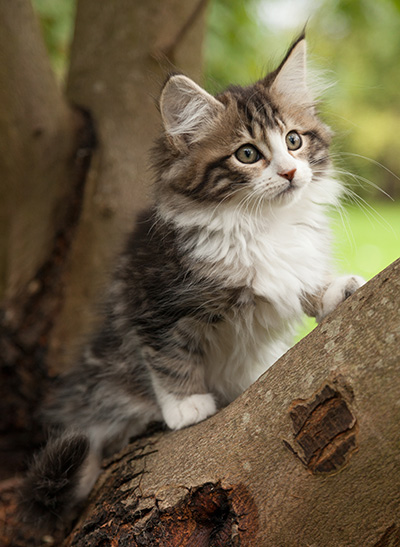 Ludivine - 12 weeks old