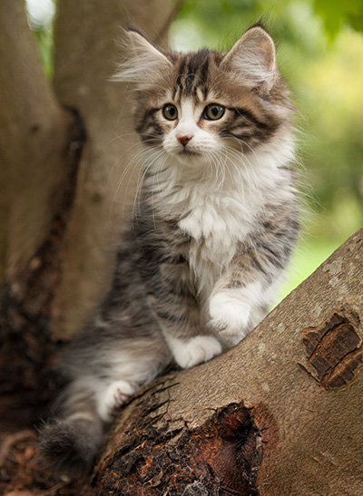 Ludivine - 12 weeks old