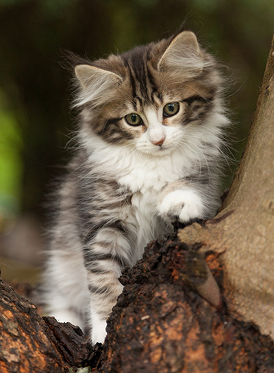 Ludivine - 12 weeks old