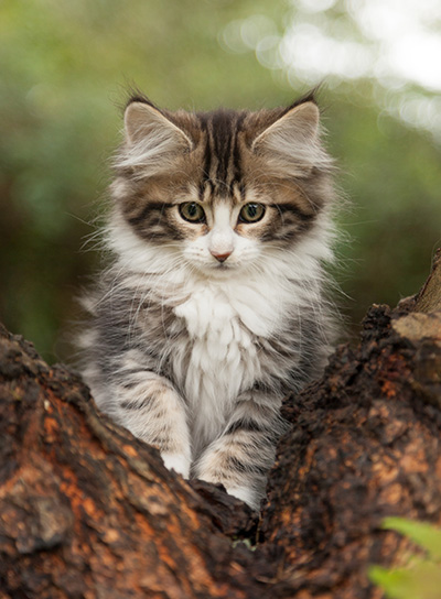 Ludivine - 12 weeks old