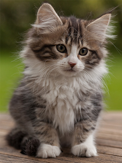 Ludivine - 12 weeks old