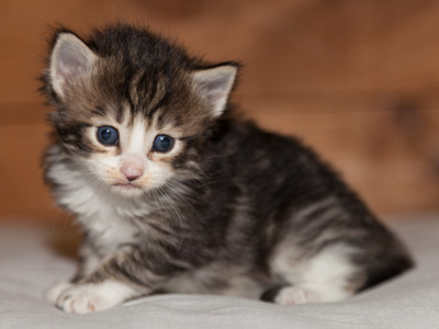 Ludivine - 3 weeks old