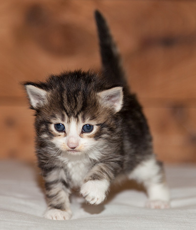 Ludivine - 3 weeks old