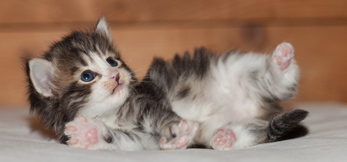 Ludivine - 3 weeks old