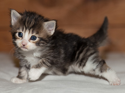 Ludivine - 3 weeks old