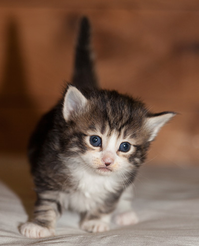 Ludivine - 3 weeks old