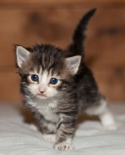 Ludivine - 3 weeks old