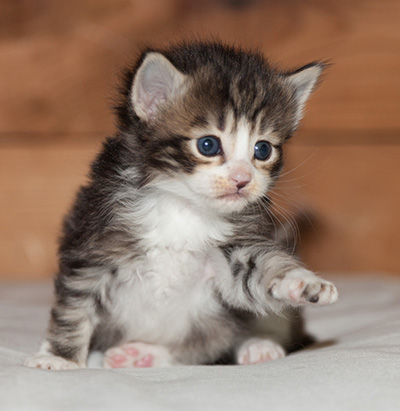 Ludivine - 3 weeks old