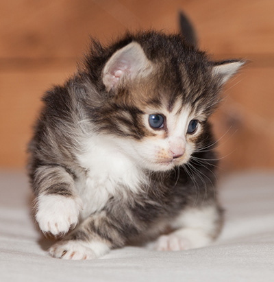 Ludivine - 3 weeks old