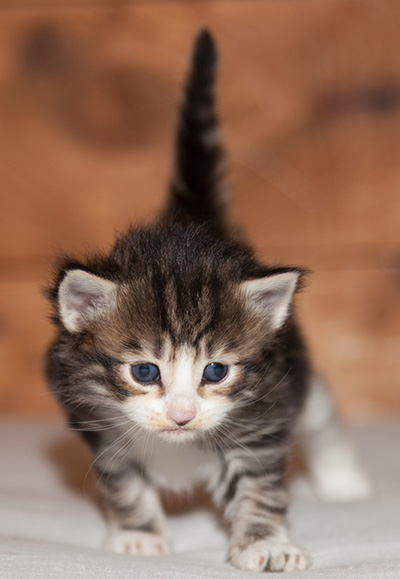 Ludivine - 3 weeks old