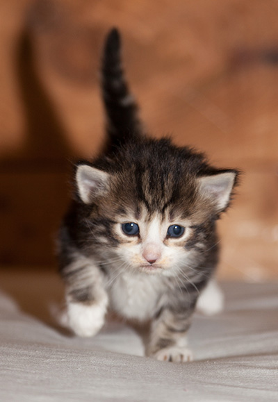 Ludivine - 3 weeks old