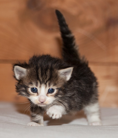 Ludivine - 3 weeks old
