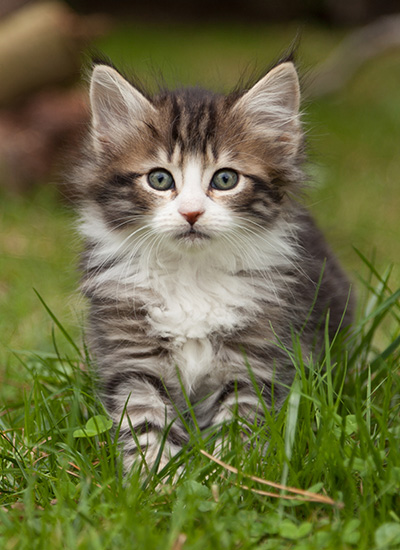Ludivine - 7 weeks old