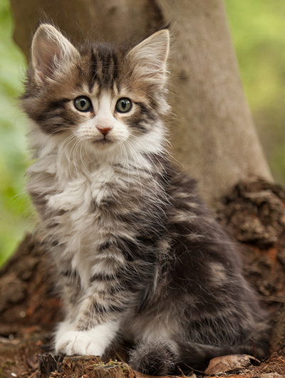 Ludivine - 7 weeks old