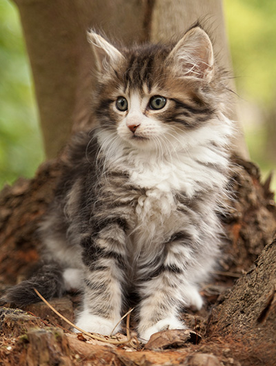 Ludivine - 7 weeks old