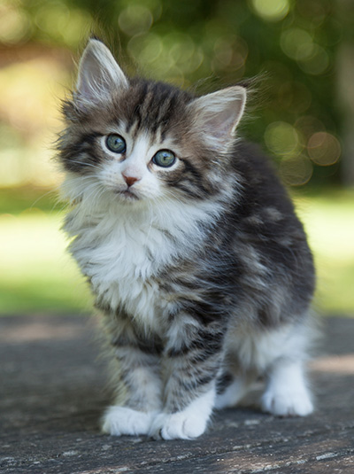 Ludivine - 7 weeks old