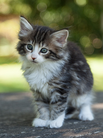 Ludivine - 7 weeks old