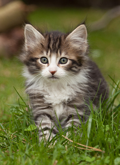 Ludivine - 7 weeks old