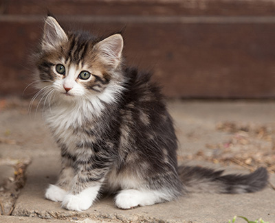 Ludivine - 7 weeks old