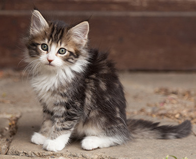 Ludivine - 7 weeks old