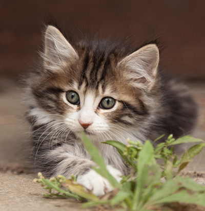 Ludivine - 7 weeks old