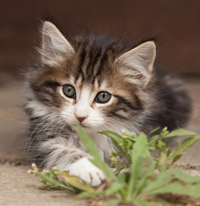 Ludivine - 7 weeks old