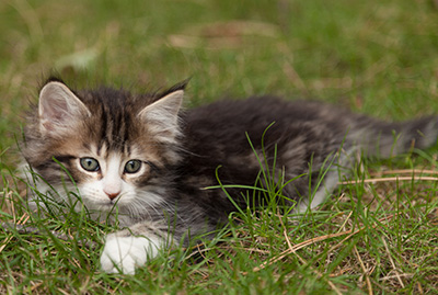 Ludivine - 7 weeks old