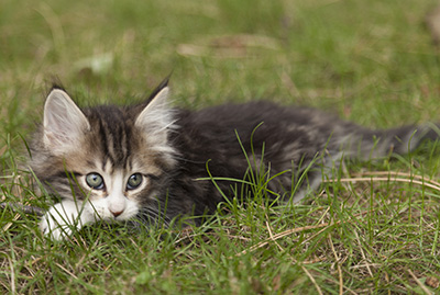 Ludivine - 7 weeks old