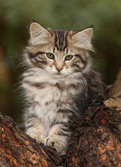 Ludvikka - 12 weeks old