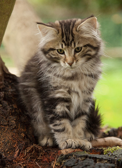 Ludvikka - 12 weeks old