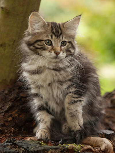 Ludvikka - 12 weeks old