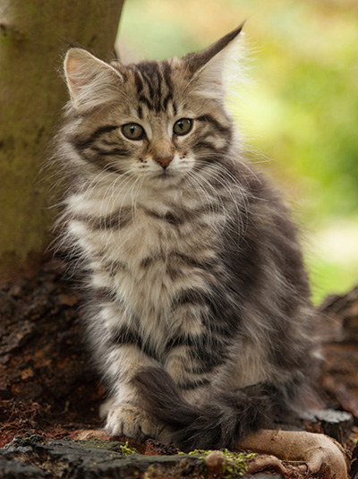Ludvikka - 12 weeks old