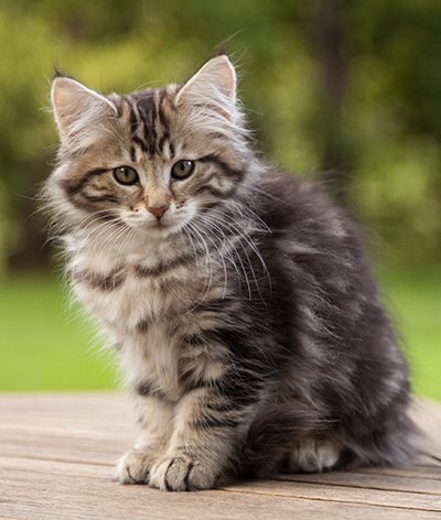 Ludvikka - 12 weeks old