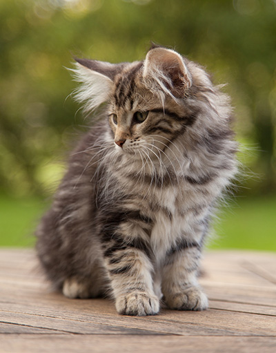 Ludvikka - 12 weeks old