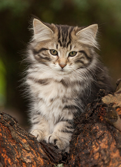 Ludvikka - 12 weeks old