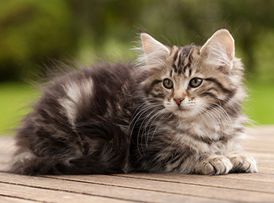 Ludvikka - 12 weeks old
