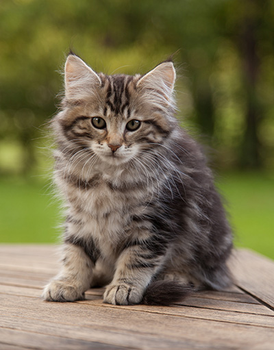 Ludvikka - 12 weeks old