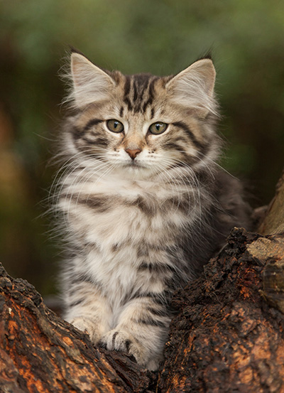 Ludvikka - 12 weeks old