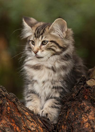 Ludvikka - 12 weeks old