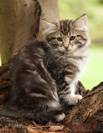 Ludvikka - 12 weeks old