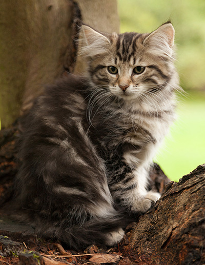 Ludvikka - 12 weeks old