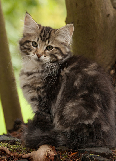 Ludvikka - 12 weeks old