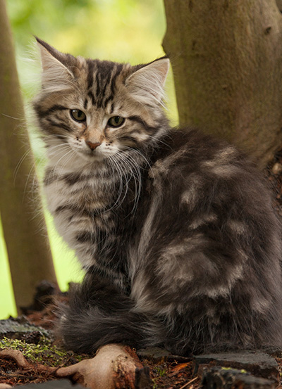 Ludvikka - 12 weeks old