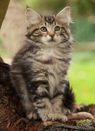 Ludvikka - 12 weeks old
