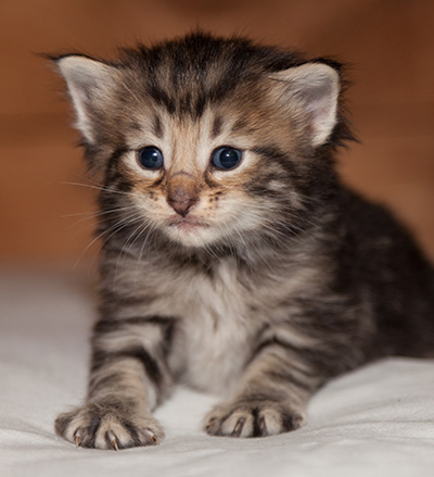 Ludvikka - 3 weeks old