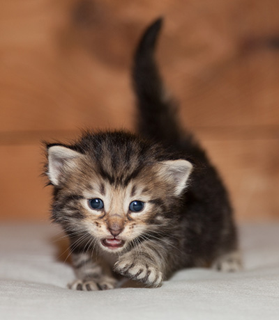 Ludvikka - 3 weeks old