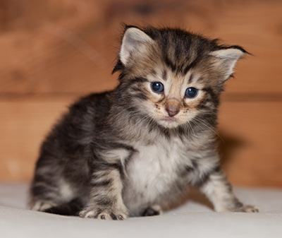 Ludvikka - 3 weeks old