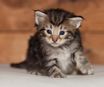 Ludvikka - 3 weeks old