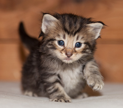 Ludvikka - 3 weeks old